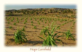Hopi Cornfield